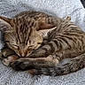 kitten, cat, sleeping, tabby, fur, whiskers, paw, tail, fluffy_blanket, cozy, cute, pet, animal, domestic_cat, resting, feline, soft_texture, closeup, indoor, relaxation