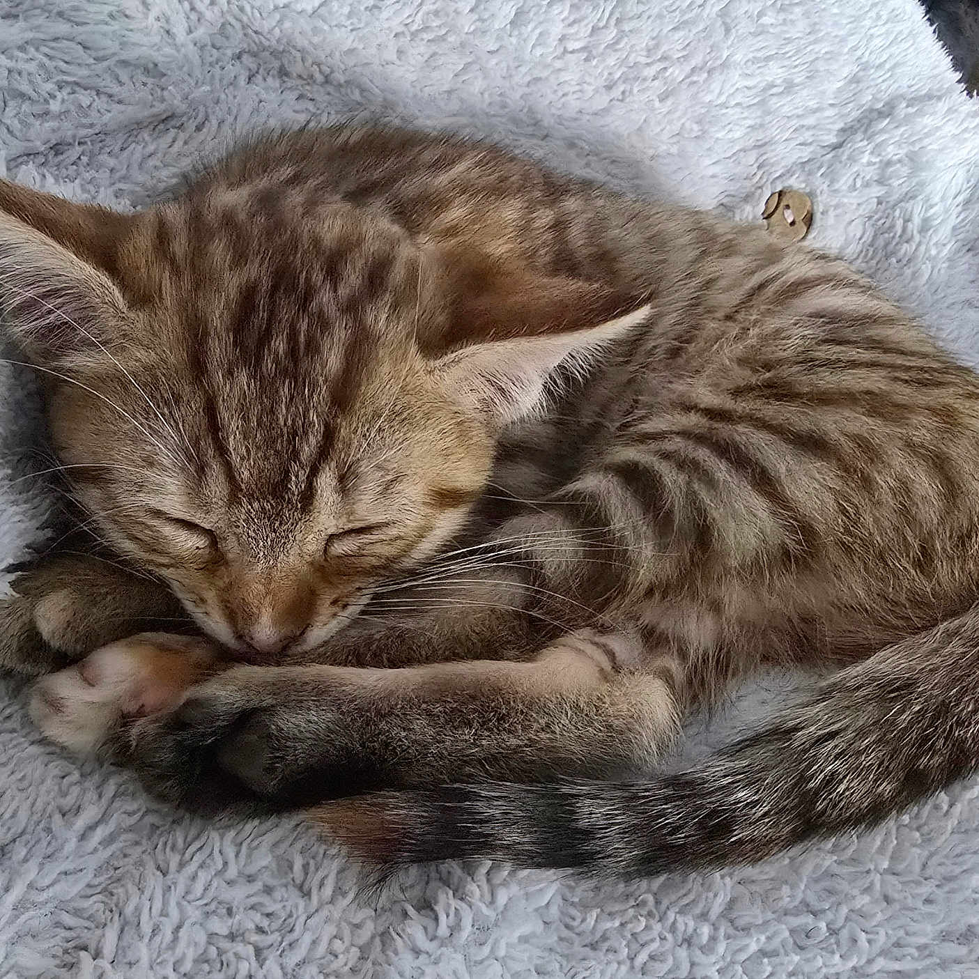 Choupinette participe au concours pour gagner de l'argent avec cette photo : kitten, cat, sleeping, tabby, fur, whiskers, paw, tail, fluffy_blanket, cozy, cute, pet, animal, domestic_cat, resting, feline, soft_texture, closeup, indoor, relaxation
