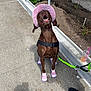 brown_dog, canine, concrete, dog, dog_shoes, drink_cup, garden_bed, greenery, happy, leash, outdoor, pet, pet_accessories, pink, pink_hat, playful, shoes, sidewalk, sunny_day, walking