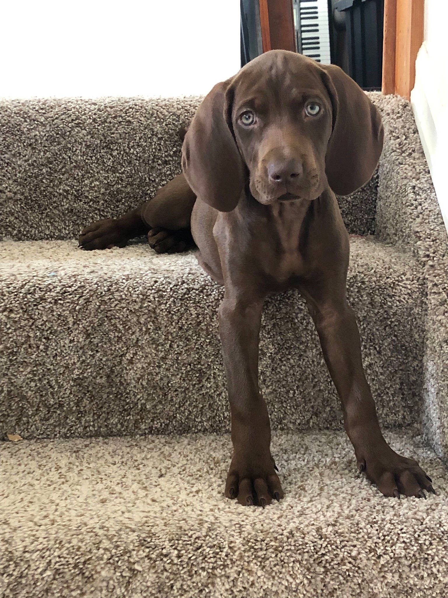 Hazel is registered to the contest to win money with this photo: beagador, canidae, carnivore, dog, dog_breed, fawn, german_shorthaired_pointer, great_dane, hunting_dog, labrador_retriever, liver, mammal, pointer, pointing_breed, puppy, snout, sporting_group, vertebrate, vizsla, weimaraner