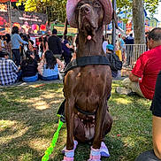 Hazel is registered to the contest to win money with this photo: brown_dog, canine, costume, crowd, dog, dog_shoes, event, festival, grass, leash, outdoor, people, pet, pink_hat, seated, shade, summer, sunlight, trees, vendor_signs