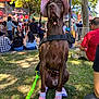 brown_dog, canine, costume, crowd, dog, dog_shoes, event, festival, grass, leash, outdoor, people, pet, pink_hat, seated, shade, summer, sunlight, trees, vendor_signs
