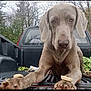 Jack is registered to the contest to win money with this photo: carnivoran, dog, dog_breed, dog_like_mammal, mammal, pointing_breed, snout, sporting_group, vertebrate, weimaraner