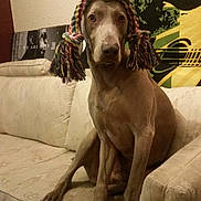 Jack joined the competition — help win amazing prizes! carnivoran, dog, dog_breed, dog_like_mammal, pointing_breed, snout, sporting_group, weimaraner