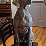 Jack joined the competition — help win amazing prizes! american_pit_bull_terrier, broholmer, carnivoran, dog, dog_breed, dog_like_mammal, fawn, pit_bull, snout, sporting_group, weimaraner