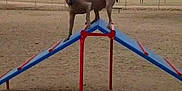 Jack is registered to the contest to win money with this photo: jumping, outdoor_play_equipment, playground, public_space, recreation, swing