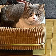 Poupette a rejoint le concours — aidez-le/la à gagner de superbes lots ! cat, gray_cat, pet, animal, feline, basket, bed, indoors, home, wooden_floor, furniture, sitting, lying_down, portrait, front_view, green_eyes, ears, whiskers, serious_expression, cozy