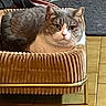 cat, gray_cat, pet, animal, feline, basket, bed, indoors, home, wooden_floor, furniture, sitting, lying_down, portrait, front_view, green_eyes, ears, whiskers, serious_expression, cozy