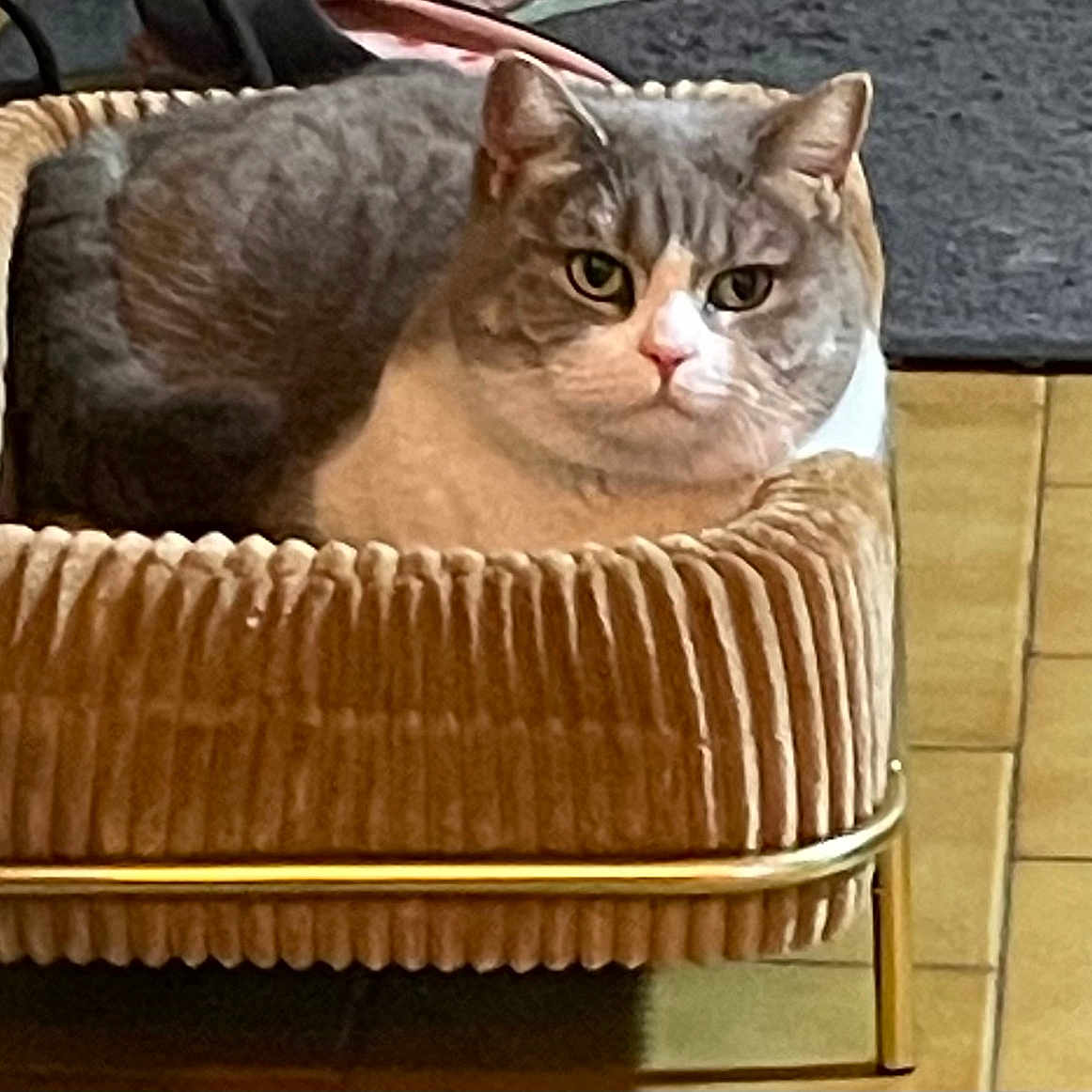 Poupette a rejoint le concours — aidez-le/la à gagner de superbes lots ! cat, gray_cat, pet, animal, feline, basket, bed, indoors, home, wooden_floor, furniture, sitting, lying_down, portrait, front_view, green_eyes, ears, whiskers, serious_expression, cozy