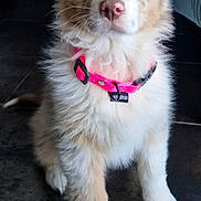 Vaiana participe au concours pour gagner de l'argent avec cette photo : accessories, animal, ball, canine, collar, collie, dog, eskimodog, face, formalwear, head, husky, leash, person, pet, photography, portrait, puppy, strap, tie