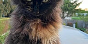 Chewy a rejoint le concours — aidez-le/la à gagner de superbes lots ! cat, tortoiseshell, fluffy, animal, pet, outdoor, nature, tree, fence, fur, whiskers, eyes, portrait, sitting, closeup, daylight, garden, soft_focus, background_blur, mammal