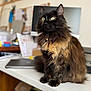 cat, fluffy, green_eyes, collar, bell, desk, office, laptop, paper, blurred_background, indoor, pet, sitting, furniture, brown_fur, black_fur, closeup, domestic_animal, table, curious