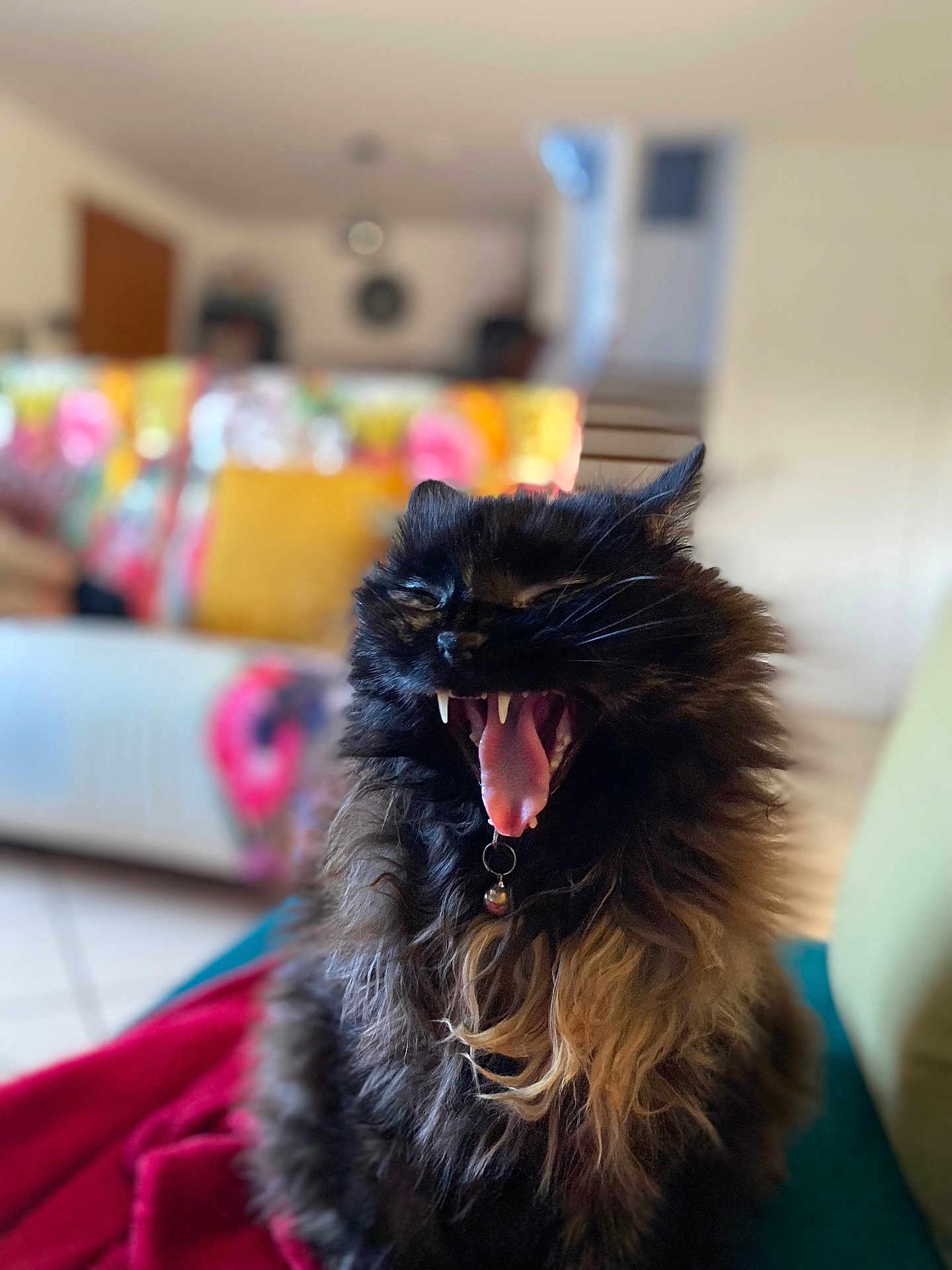 Chewy