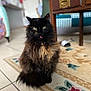 cat, tortoiseshell_cat, fluffy, tongue_out, indoor, rug, floor, table, wooden_furniture, pet, animal, green_eyes, sitting, domestic_cat, home_interior, tile_floor, cute, feline, fur, collar