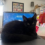 Violet a rejoint le concours — aidez-le/la à gagner de superbes lots ! black_cat, kitten, laptop, keyboard, indoor, cozy, home, bookshelf, blanket, crocheted_blanket, furniture, window, curtains, table, screen, time_display, date_display, pet, animal, relaxing