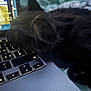 Violet participe au concours pour gagner de l'argent avec cette photo : cat, black_cat, laptop, keyboard, pet, sleeping, resting, technology, indoor, close_up, feline, computer, black_fur, cozy, digital, soft_focus, dim_lighting, cute, animal, domestic