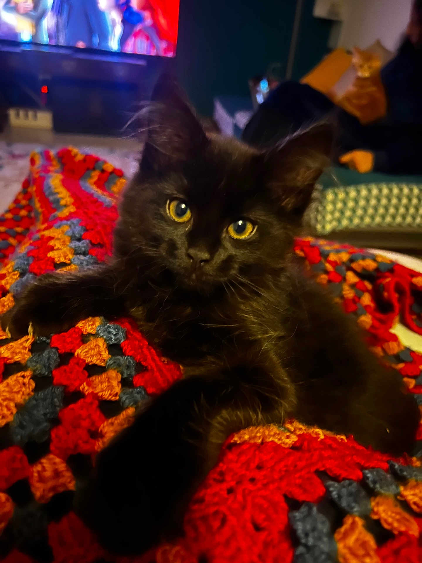 Violet participe au concours pour gagner de l'argent avec cette photo : black_cat, kitten, crocheted_blanket, colorful_blanket, living_room, couch, person, orange_cat, indoor, pet, animal, cozy, furniture, relaxing, blurred_background, yellow_eyes, close_up, home, cute, fur