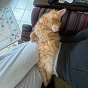 Ziggy a rejoint le concours — aidez-le/la à gagner de superbes lots ! cat, orange_cat, sleeping, fluffy, indoor, couch, striped_cushion, person, pants, remote_control, table, soda_can, floor_tile, rug, relaxing, pet, cozy, home, nap, feline