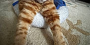 Ziggy a rejoint le concours — aidez-le/la à gagner de superbes lots ! cat, orange_tabby, pet_bed, carpet, indoor, furniture, stretching, whiskers, paws, cozy, home, relaxed, mammal, fur, animal, domestic, cute, resting, tabby, floor
