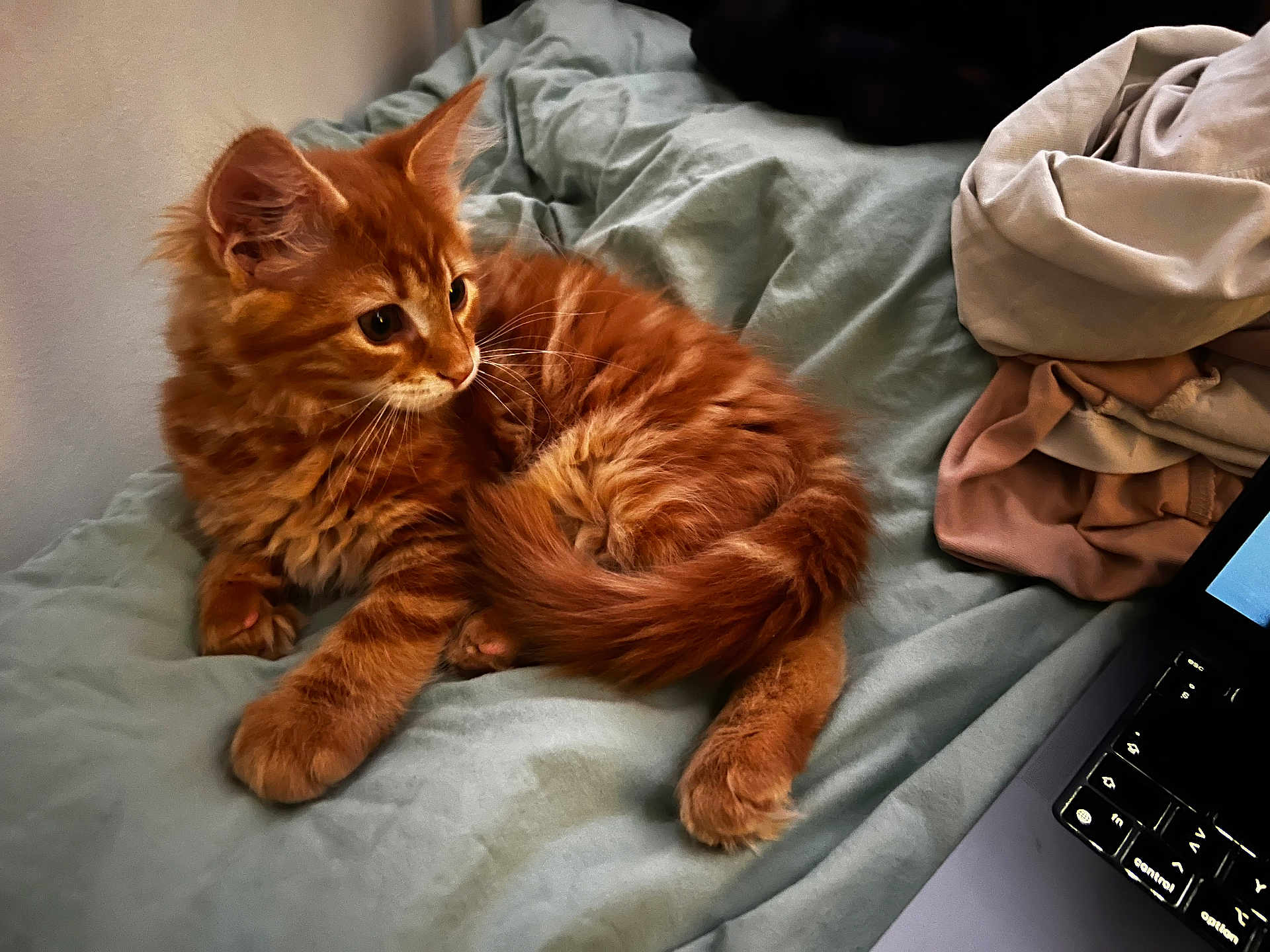 Ziggy participe au concours pour gagner de l'argent avec cette photo : kitten, cat, orange_tabby, pet, bed, blanket, clothing, laptop, indoor, feline, cute, fur, whiskers, paws, curious, relaxed, domestic_animal, soft, resting, young_cat