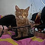 Ziggy participe au concours pour gagner de l'argent avec cette photo : kitten, cat, black_cat, bed, blanket, makeup_bag, cosmetics, indoor, furniture, striped_blanket, orange_cat, pet, animal, furry, cute, domestic, sleepy, cozy, resting, blurred