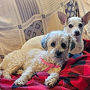 Addie joined the competition — help win amazing prizes! animal, blanket, companion, couch, cozy, curious, cute, cute_pets, dog, domestic, ears, face, fur, indoor, looking, pets, relaxing, resting, small_dog, white_dog