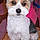 Doghy