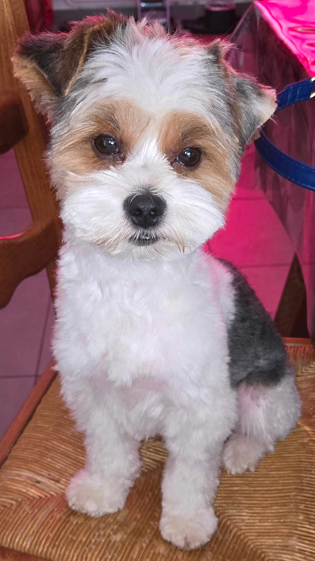Doghy