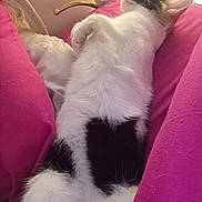 Poupoule a rejoint le concours — aidez-le/la à gagner de superbes lots ! cat, black_and_white, fluffy, sleeping, relaxed, cushion, pink, indoor, pet, animal, fur, whiskers, resting, cozy, cute, domestic, mammal, bedroom, lying_down, nap