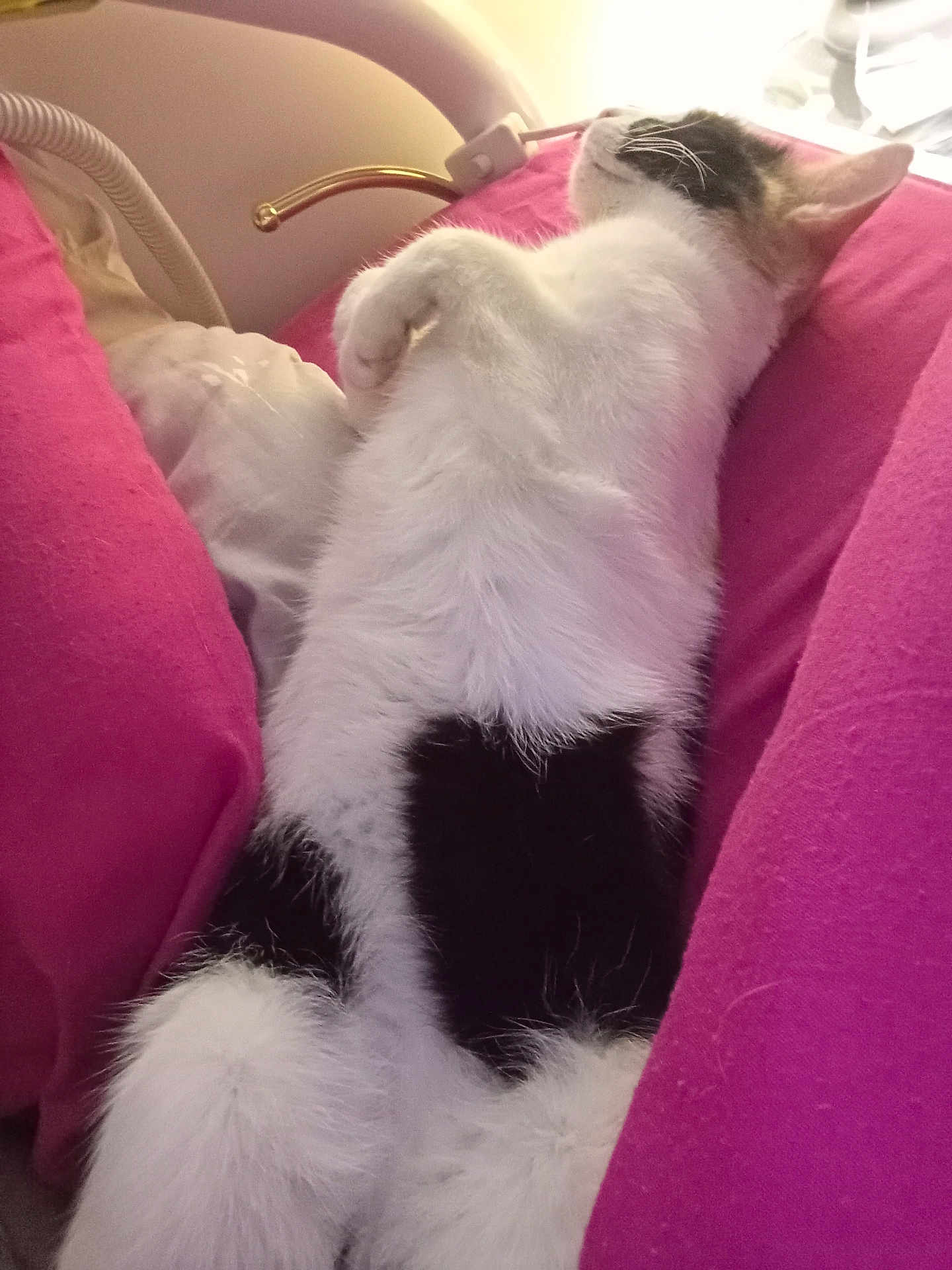 Poupoule a rejoint le concours — aidez-le/la à gagner de superbes lots ! cat, black_and_white, fluffy, sleeping, relaxed, cushion, pink, indoor, pet, animal, fur, whiskers, resting, cozy, cute, domestic, mammal, bedroom, lying_down, nap