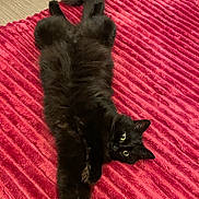 Patapouf participe au concours pour gagner de l'argent avec cette photo : cat, black_cat, pet, feline, fur, bed, blanket, stretching, paws, tail, indoor, domestic, eyes, whiskers, playful, cute, cozy, upholstery, texture, relaxed