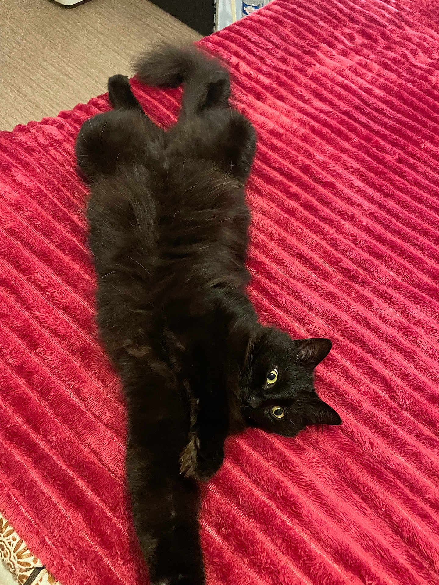 Patapouf participe au concours pour gagner de l'argent avec cette photo : cat, black_cat, pet, feline, fur, bed, blanket, stretching, paws, tail, indoor, domestic, eyes, whiskers, playful, cute, cozy, upholstery, texture, relaxed