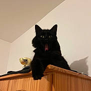Titi a rejoint le concours — aidez-le/la à gagner de superbes lots ! alert, animal, black_cat, cat, curious, domestic, ears, expression, feline, fur, household, indoor, mammal, paw, pet, shadow, trophy, whiskers, wooden_cabinet, yawning