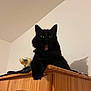 alert, animal, black_cat, cat, curious, domestic, ears, expression, feline, fur, household, indoor, mammal, paw, pet, shadow, trophy, whiskers, wooden_cabinet, yawning