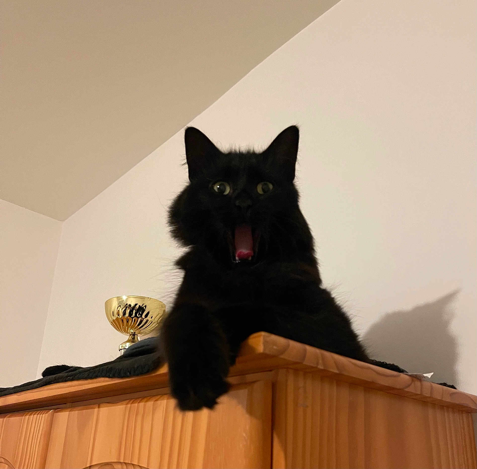 Titi