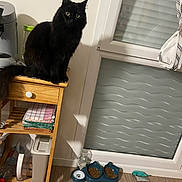 Titi participe au concours pour gagner de l'argent avec cette photo : black_cat, cat, wooden_cart, kitchen, indoor, cat_food, food_bowl, water_bottle, window, curtain, floor, towel, plastic_bottle, pet_toy, furniture, domestic, pet, fluffy, sitting, curious