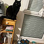 black_cat, cat, wooden_cart, kitchen, indoor, cat_food, food_bowl, water_bottle, window, curtain, floor, towel, plastic_bottle, pet_toy, furniture, domestic, pet, fluffy, sitting, curious