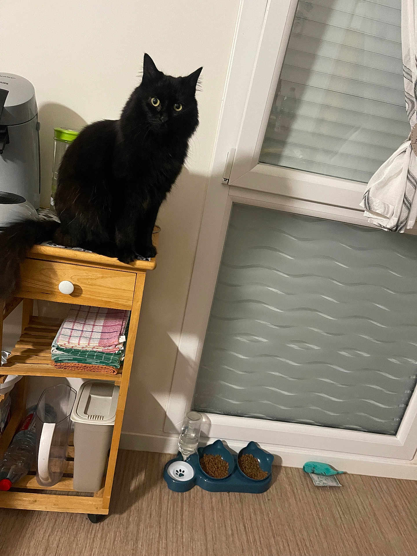 Titi participe au concours pour gagner de l'argent avec cette photo : black_cat, cat, wooden_cart, kitchen, indoor, cat_food, food_bowl, water_bottle, window, curtain, floor, towel, plastic_bottle, pet_toy, furniture, domestic, pet, fluffy, sitting, curious