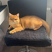 Ariel a rejoint le concours — aidez-le/la à gagner de superbes lots ! animal, black_chair, cat, chair, cozy, desk, domestic, feline, floor, fur, green_eyes, indoor, looking_at_camera, orange_cat, pet, relaxed, resting, swivel_chair, window, wooden_floor