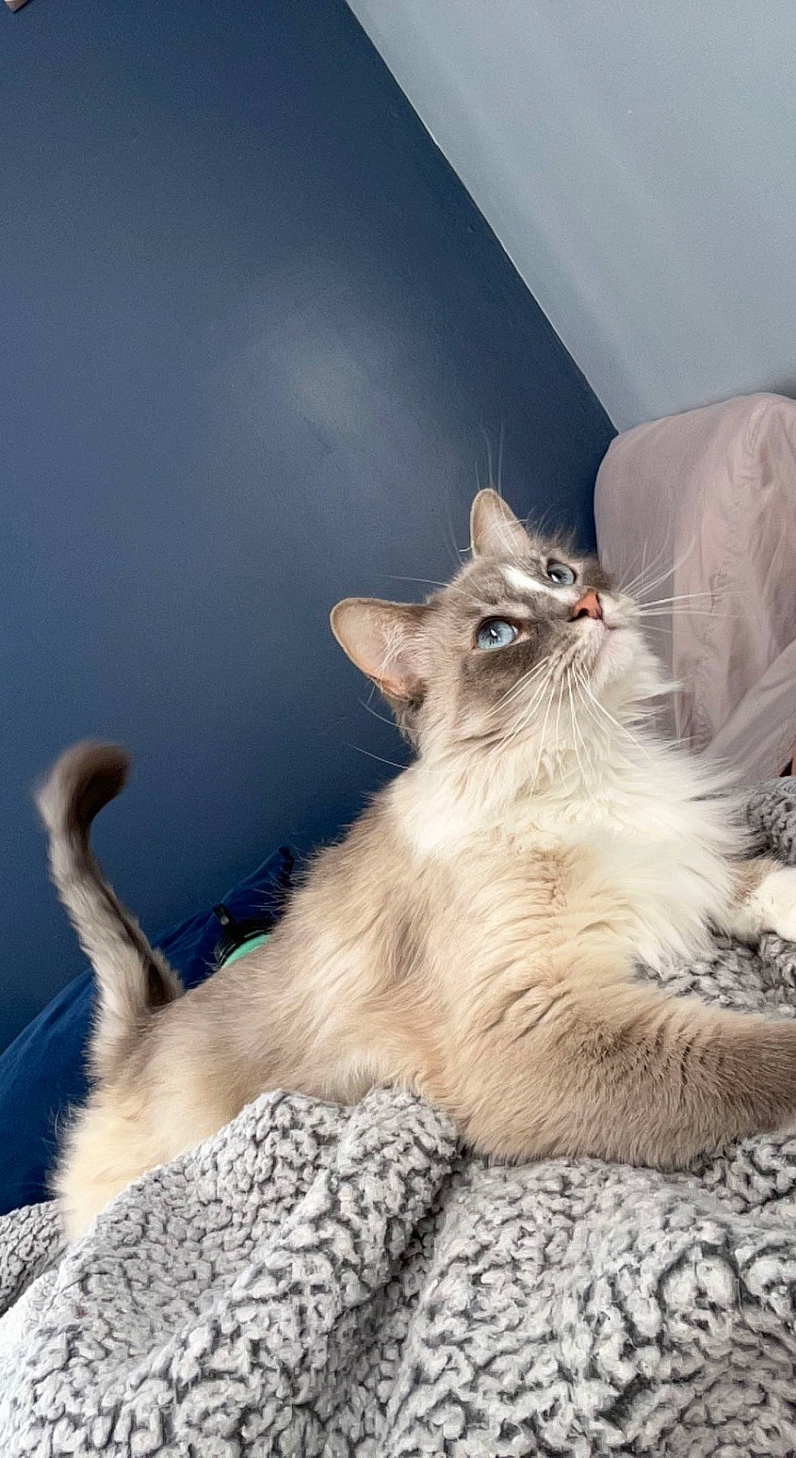 Karma is registered to the contest to win money with this photo: birman, carnivore, cat, claw, comfort, fawn, felidae, fur, paw, small_to_medium_sized_cats, whiskers