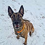 animal, canine, dog, germanshepherd, hound, nature, outdoors, pet, policedog, puppy, snout, snow