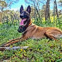 animal, canine, dog, field, germanshepherd, grass, greatdane, green, grove, jungle, land, nature, outdoors, park, pet, plant, puppy, tree, vegetation, woodland