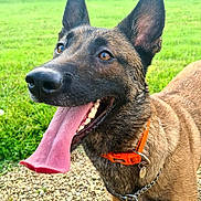 Nérobie participe au concours pour gagner de l'argent avec cette photo : accessories, animal, bodypart, canine, dog, germanshepherd, grass, hound, lawn, mouth, nature, outdoors, park, person, pet, plant, policedog, puppy, strap, tongue