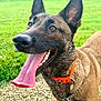 accessories, animal, bodypart, canine, dog, germanshepherd, grass, hound, lawn, mouth, nature, outdoors, park, person, pet, plant, policedog, puppy, strap, tongue