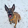 Nérobie a rejoint le concours — aidez-le/la à gagner de superbes lots ! animal, bodypart, boxer, bulldog, canine, coyote, dog, germanshepherd, hound, mouth, nature, outdoors, person, pet, policedog, puppy, snout, snow, teeth, tongue