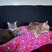 Precious An Peaches joined the competition — help win amazing prizes! animal, blanket, cat, collar, couch, cozy, cute, domestic_animal, feline, fur, indoor, orange_cat, paw_print, pet, quilt, relaxed, resting, tabby_cat, two_animals, whiskers