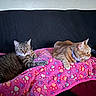 animal, blanket, cat, collar, couch, cozy, cute, domestic_animal, feline, fur, indoor, orange_cat, paw_print, pet, quilt, relaxed, resting, tabby_cat, two_animals, whiskers