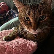 Precious joined the competition — help win amazing prizes! blanket, blurred_background, cat, close_up, collar, comfort, cozy, eyes, feline, home, indoor, paw, person, pet, pink_blanket, plaid_shirt, resting, soft_texture, tabby_cat, whiskers