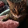 blanket, blurred_background, cat, close_up, collar, comfort, cozy, eyes, feline, home, indoor, paw, person, pet, pink_blanket, plaid_shirt, resting, soft_texture, tabby_cat, whiskers