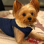 Chewy joined the competition — help win amazing prizes! dog, small_dog, pet, bed, blue_jacket, fur, ears, lying_down, curious, indoors, blanket, cute, animal, canine, domestic_animal, looking, warm_clothing, resting, soft, companion